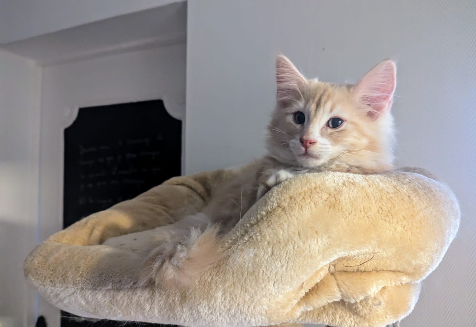 Chaton Norvégien de la chatterie Mey Luna