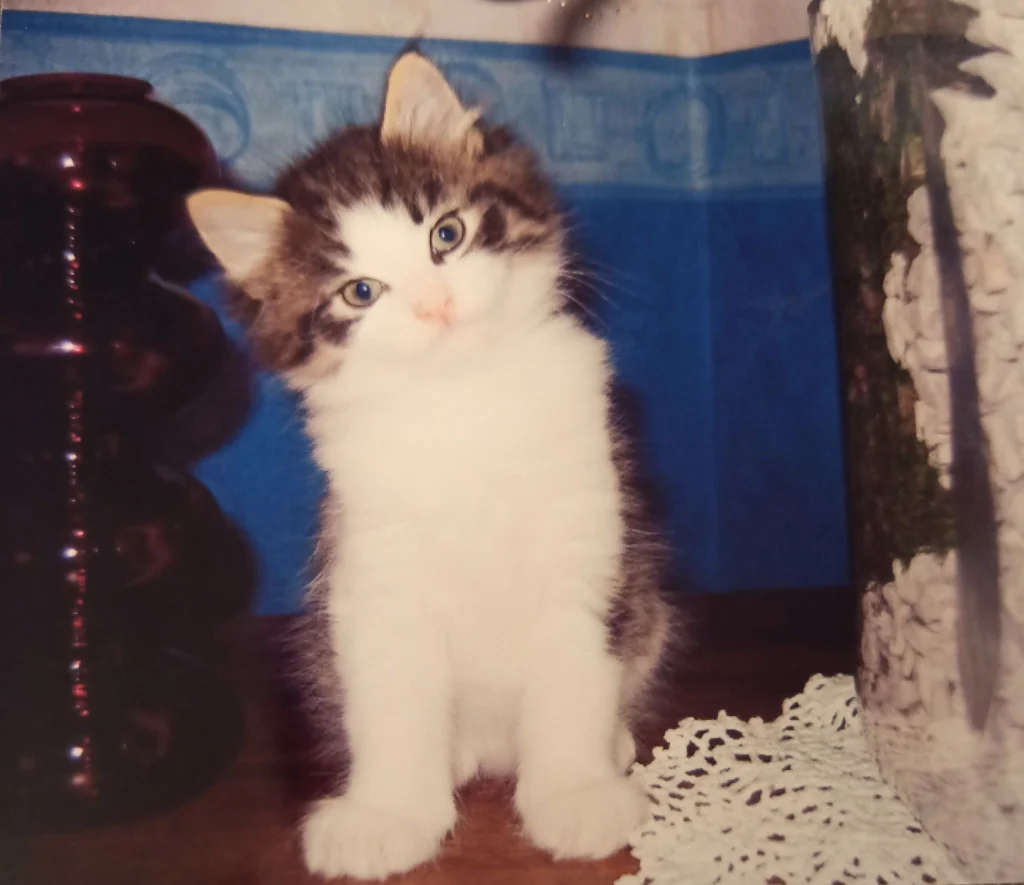 Cyrius de la Revivance — Chatterie Mey Luna