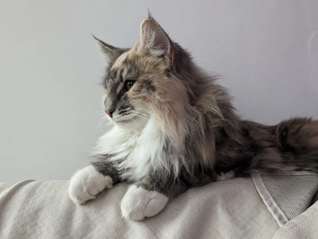 Aurora Bukowa Dolina — Chatterie Mey Luna