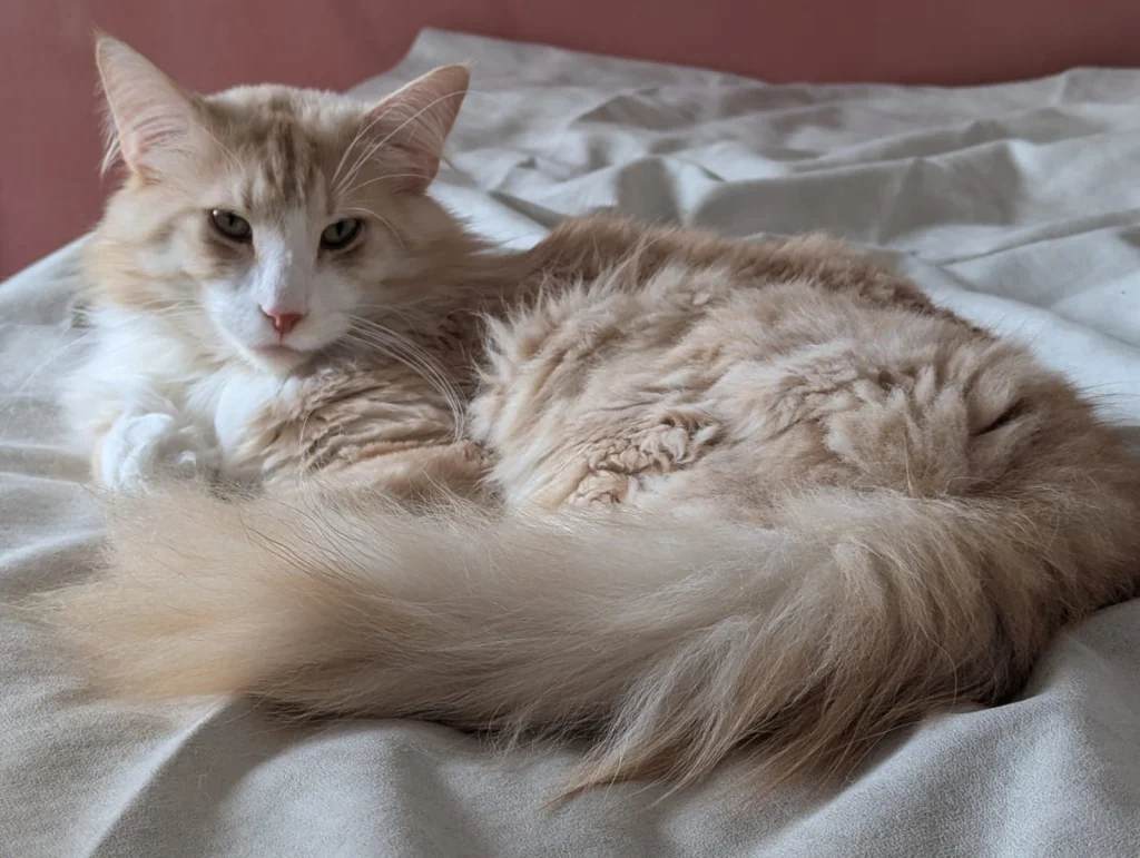 Teegarden Therion de Mey Luna — Chatterie Mey Luna