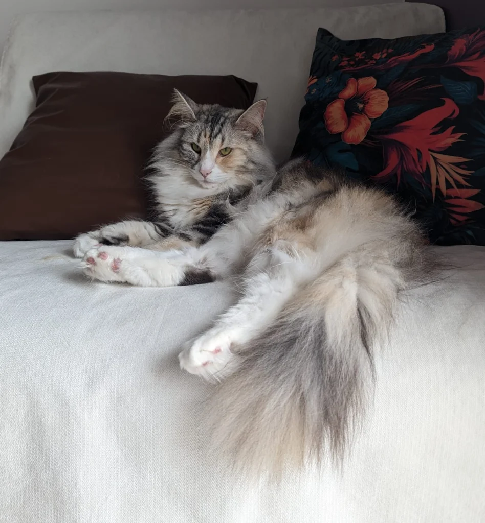 Rose-Iris du Bleu de Norvège — Chatterie Mey Luna