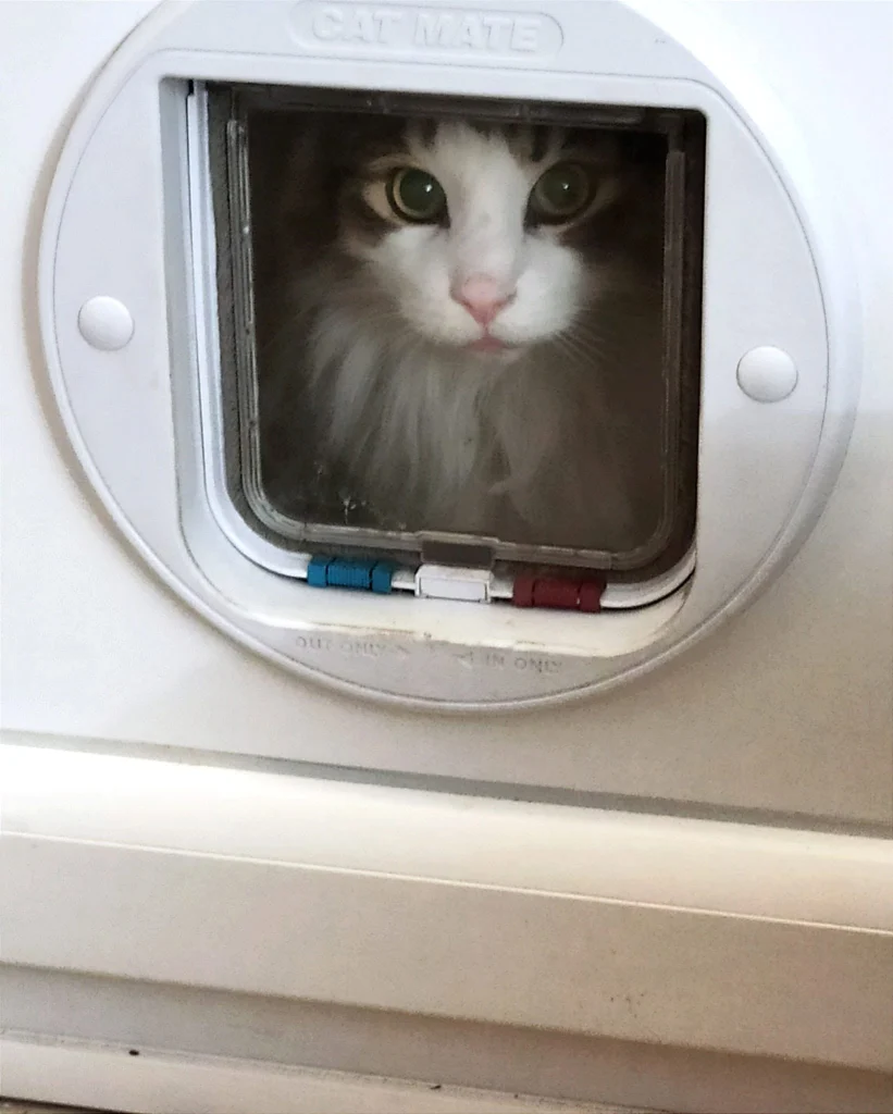 Cyrius de la Revivance — Chatterie Mey Luna