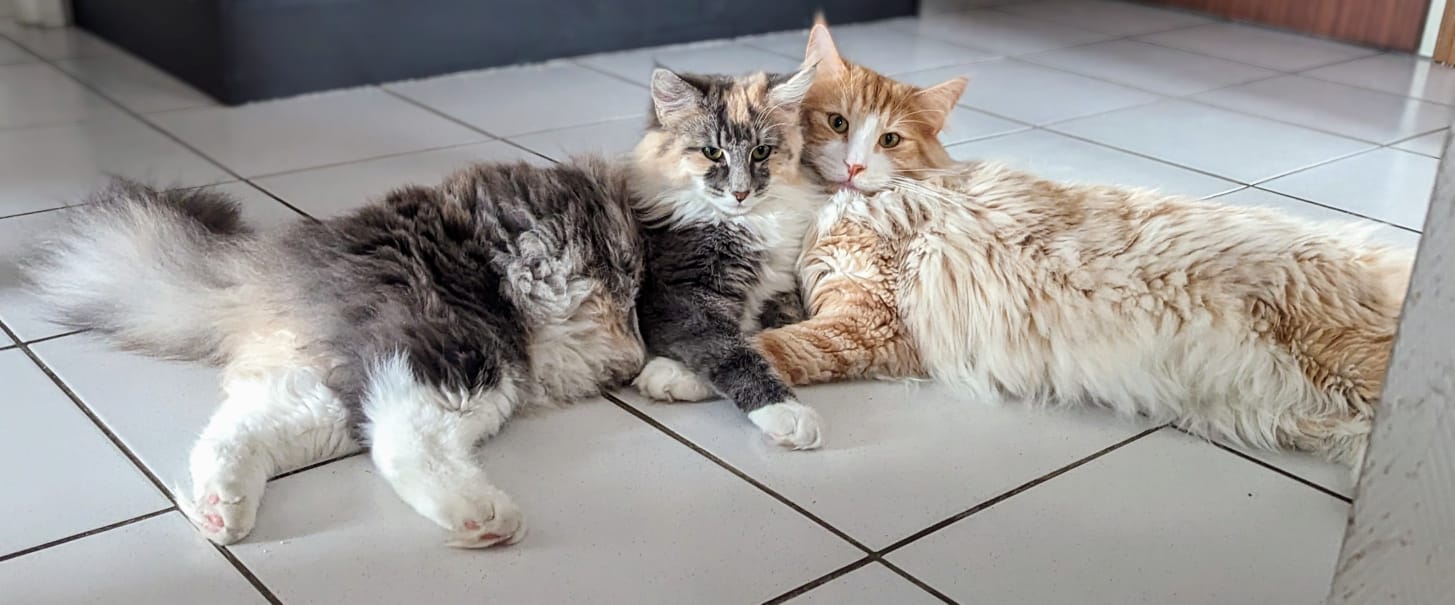 Chats Norvégiens de Mey Luna